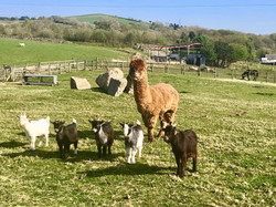 Ffarm Alpaca Tedi & the pygmy goats jpeg