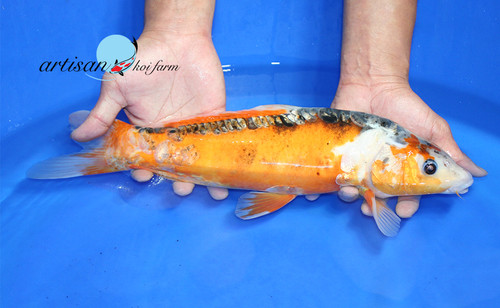Koiページ Vintage MCM Lg Stanford Ware Ceramic KOI FISH TV TOP PLANTER