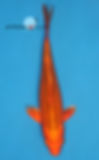 10" Orenji Matsuba