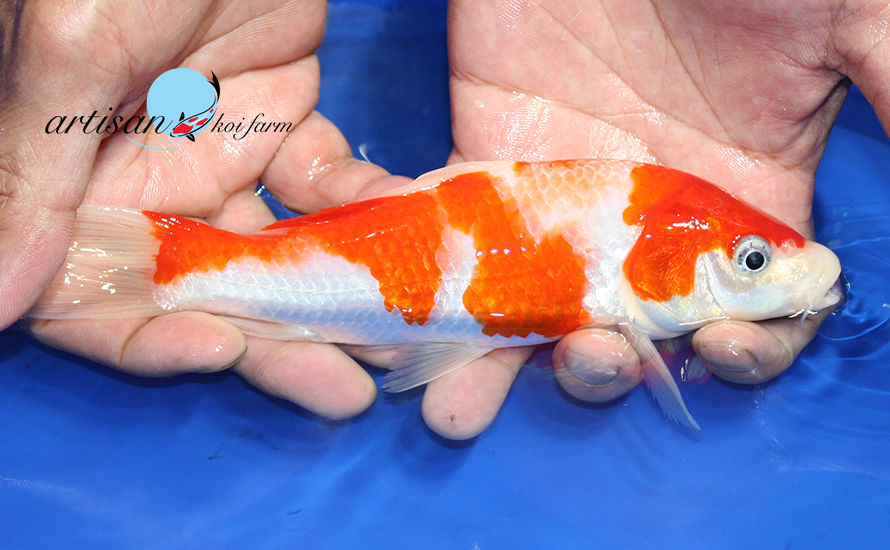 Thumbnail: 7 1/2" Kohaku