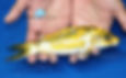 Thumbnail: 9" Kin Kikokuryu