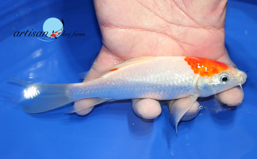 Thumbnail: 6 1/2"  Maruten Kohaku Butterfly #akfB904