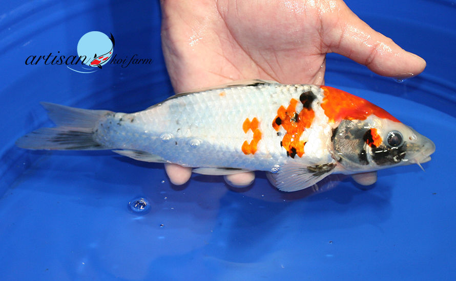 Thumbnail: Gorgous!  Colors are still developing!