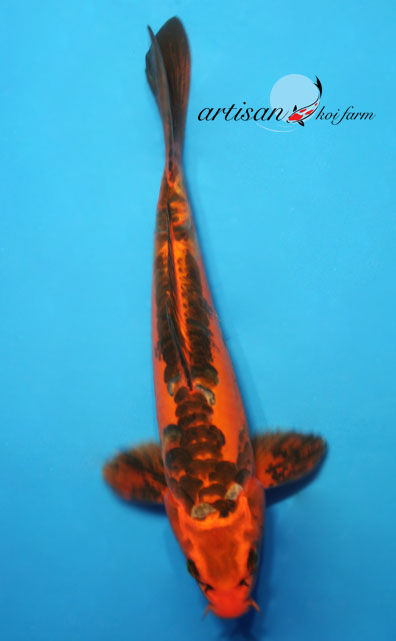 14" Doitsu Kin Matsuba