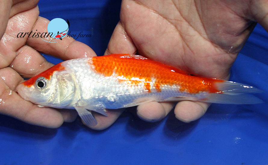 Thumbnail: 6 1/2" Kohaku #akfS659