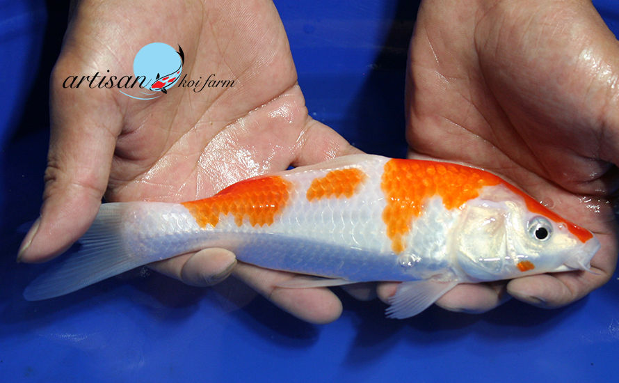 THE STANDARDS | Artisan Koi Farm