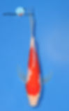 5 1/2" Kohaku Butterfly