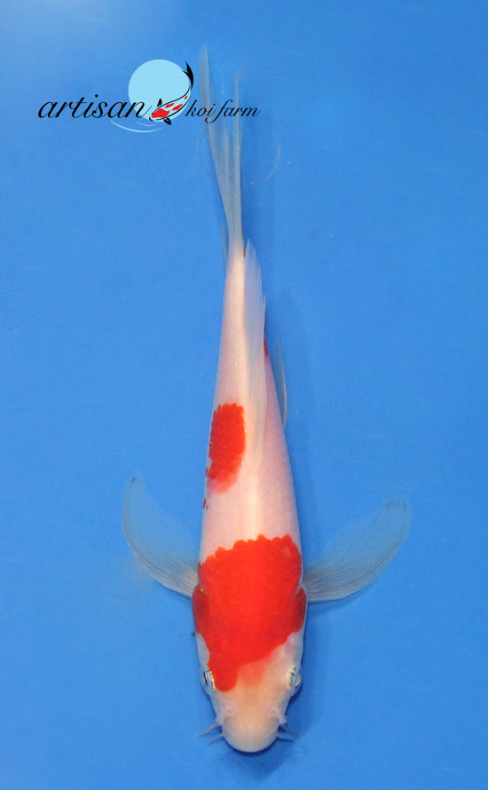 5 1/2" Kohaku Butterfly