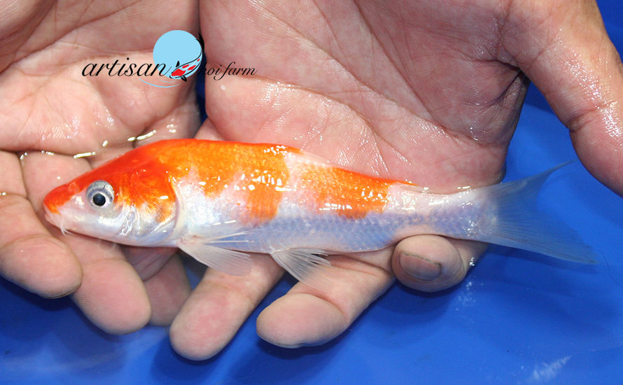 Thumbnail: 6" Kohaku #akfS610
