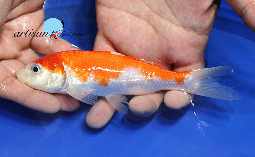 Thumbnail: 6 1/2" Kohaku