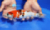 Thumbnail: 10 1/2" Showa #akfS879