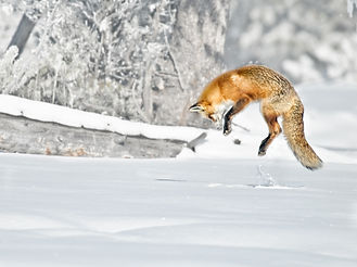 Depositphotos_37541263_XL.jpg