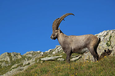 Depositphotos_30432625_XL.jpg