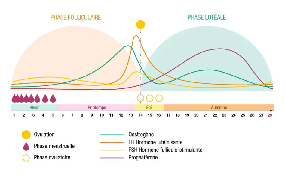 Les Quatre Phases Du Cycle Menstruel Et Leur Correspondance Avec Les les-quatre-phases-du-cycle-menstruel-et-leur-correspondance-avec-les