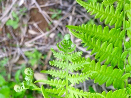 リフレッシュのスイッチ