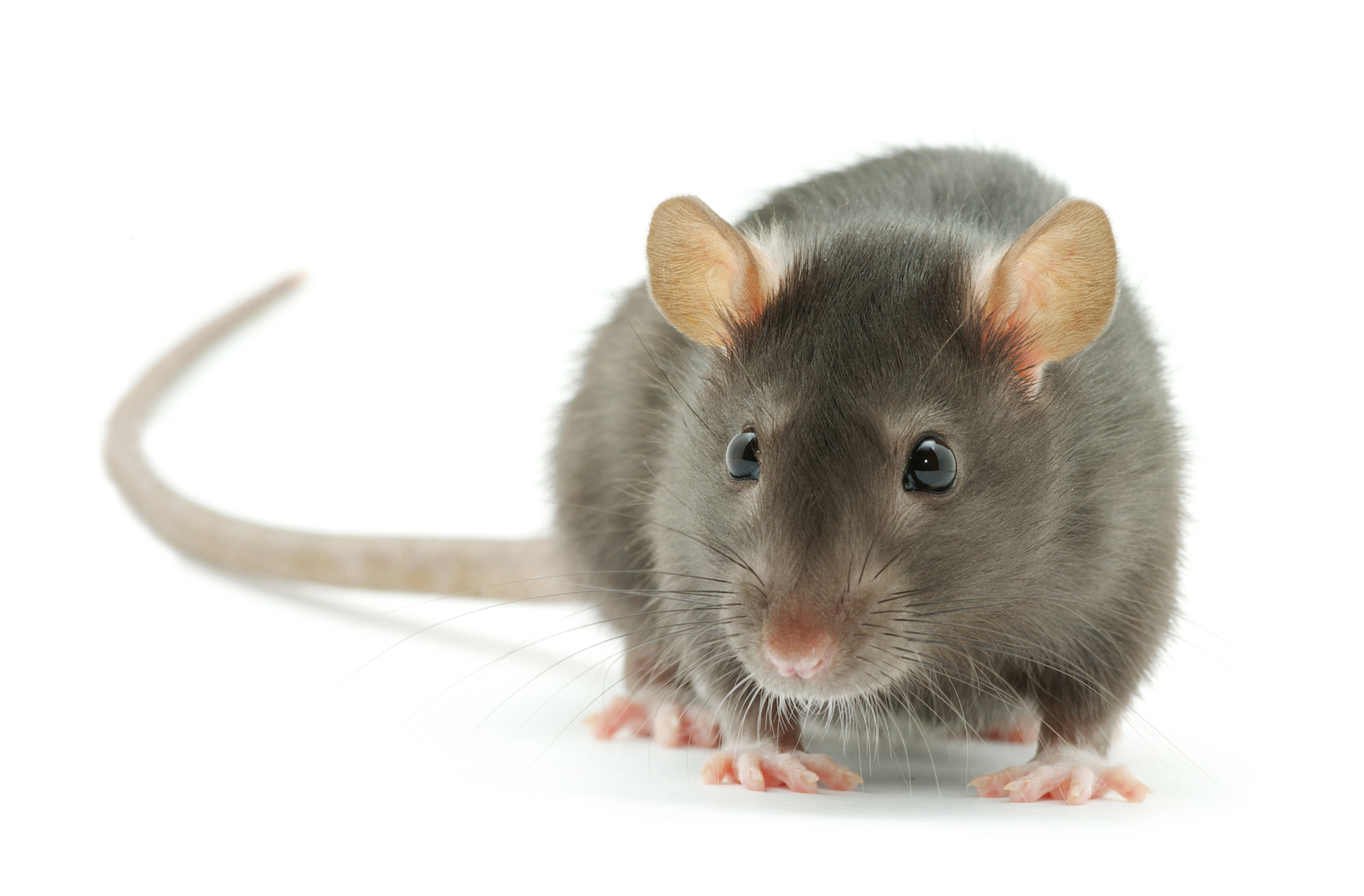 Radent Mouse Rodent Control Hobart | Effective Rat and Mouse Removal | Core Pest ...