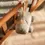 Miniature : Peluche Musicale  On the go - Jollein
