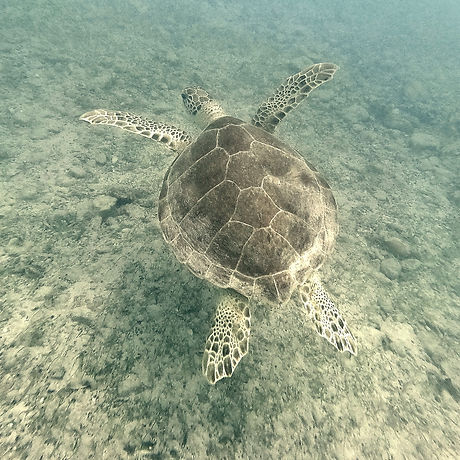 Turtle