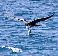 seabird catching dinner