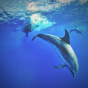 Our dolphin escorts