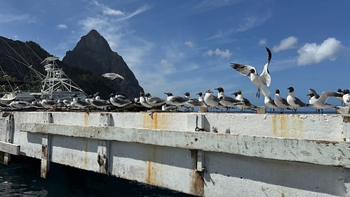 Approach to dinghy dock