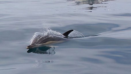 Dolphin