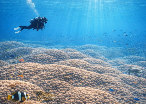 Coral colony could be world's largest discovered by mother and daughter citizen scientists