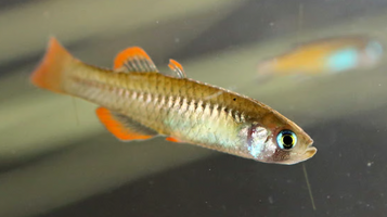 Tiny fish, big stakes: Australia’s fight to save the Red-finned Blue-eye highlighted in a new report calling for tiny fish to be protected