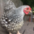 Silver Laced Wyandotte
