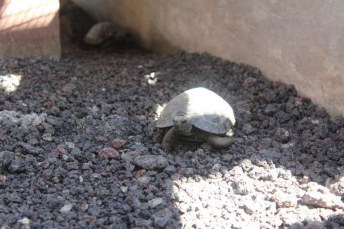Detienen a grupo delictivo que hurtó Tortugas gigantes de Galápagos