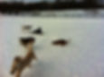 Sammy's Off-leash Adventures