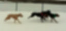Sammy's Off-leash Adventures