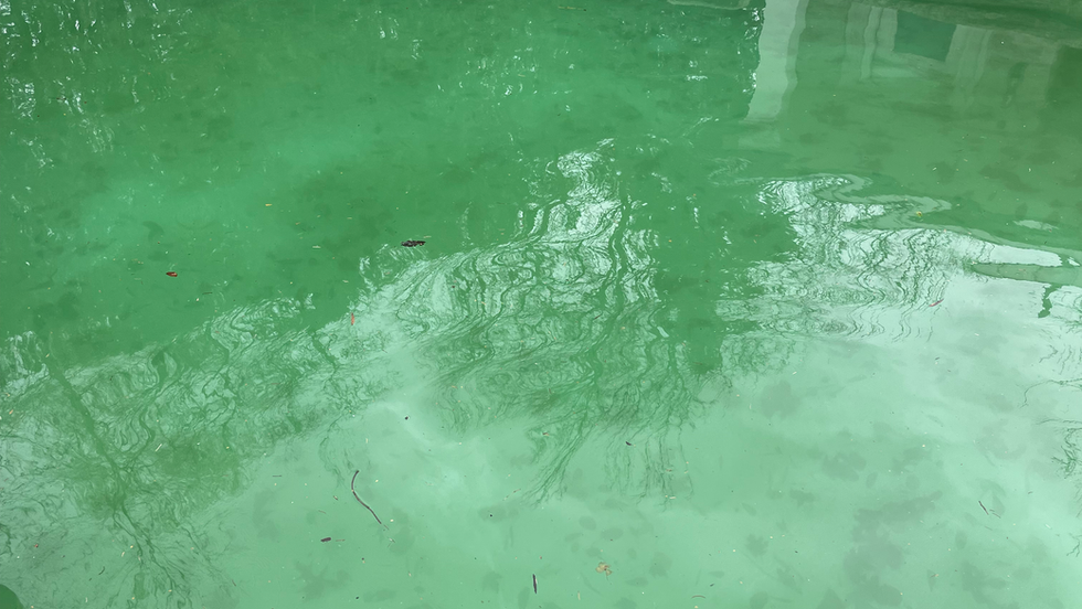 dirty pool that needs cleaning