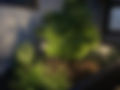 Landscape Lighting