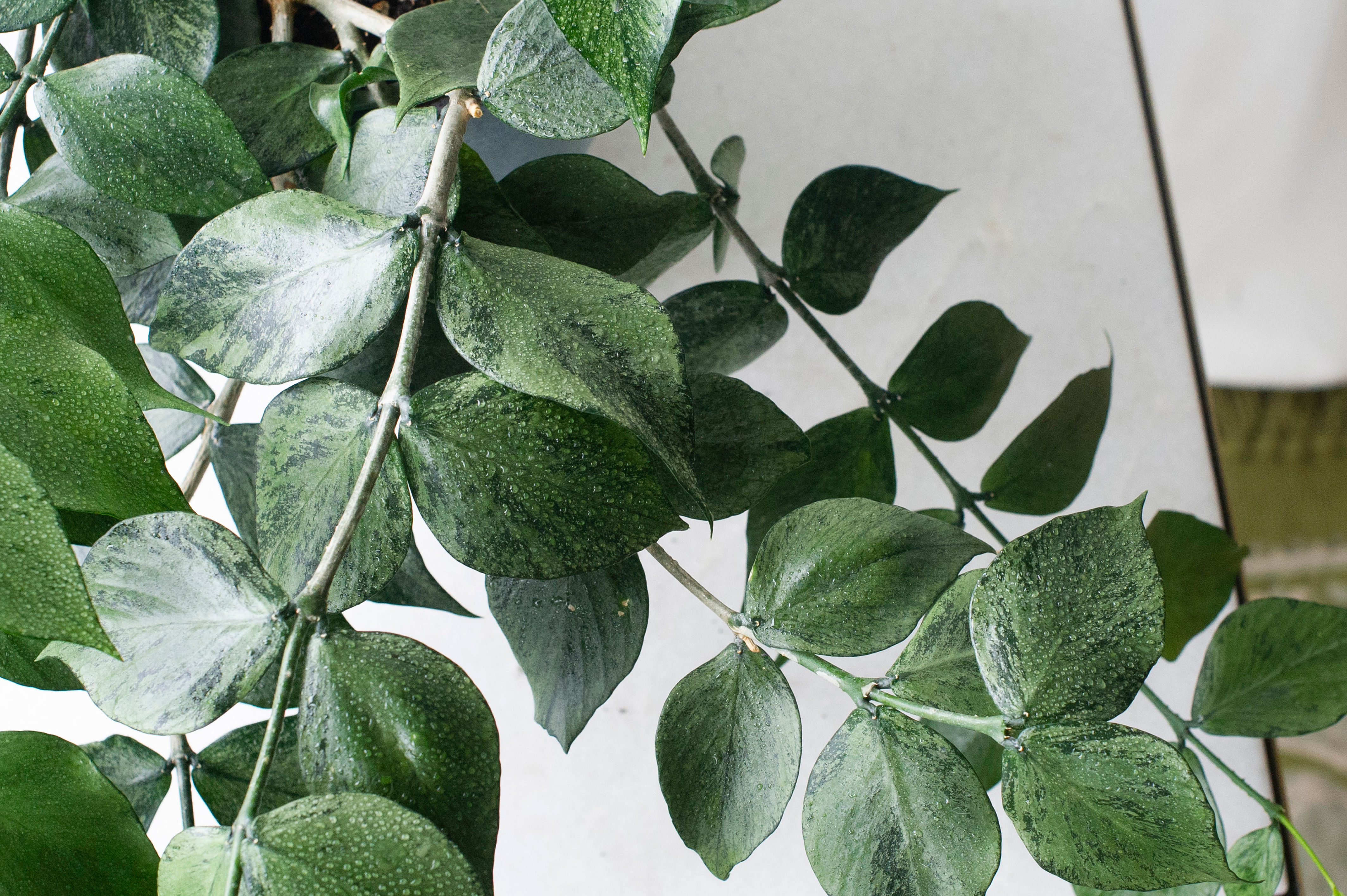 Hoya polyneura 'broget'
