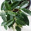 Thumbnail: Hoya thomsonii (White flowers)