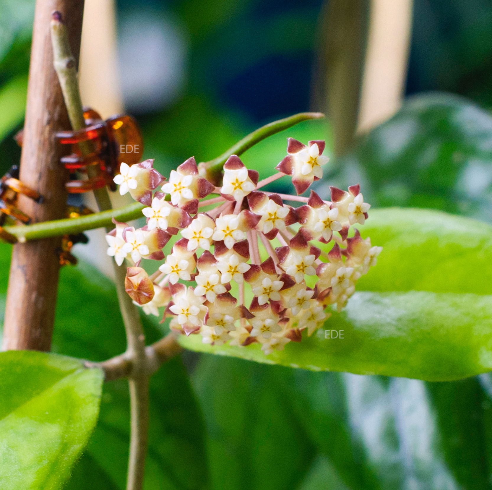 Hoya finlaysonii Lalia
