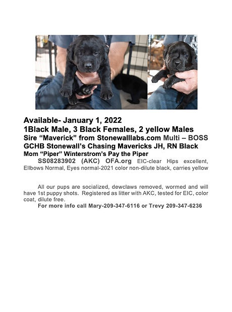 Labrador Retriever Puppies available January 1.jpg
