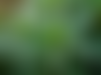 Navigating Regulations for THC Levels: A THC Regulation Guide