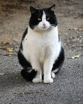 Balou est la mascotte des Chats d'Hauterive
