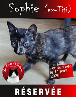 SOPHIE (ex-Titi)