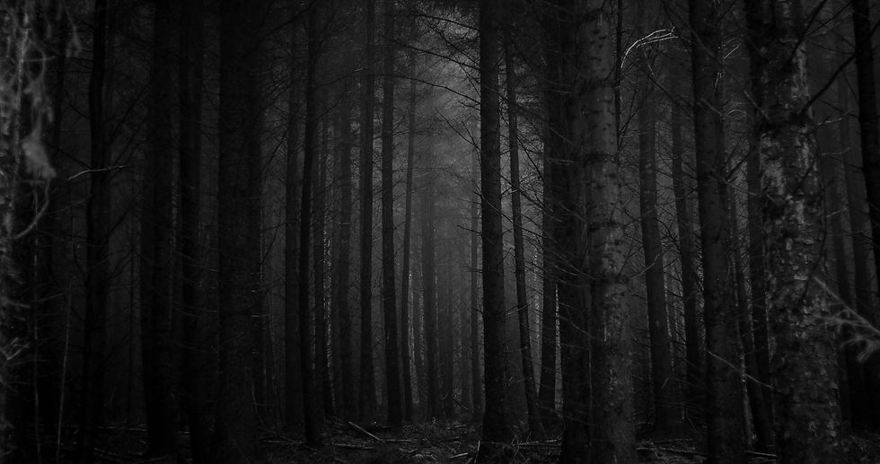 I love forests and were long due a trip