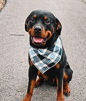 A dog wearing a blue plaid flannel bandana