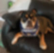 Thumbnail: "My Human Graduated!" Bandana