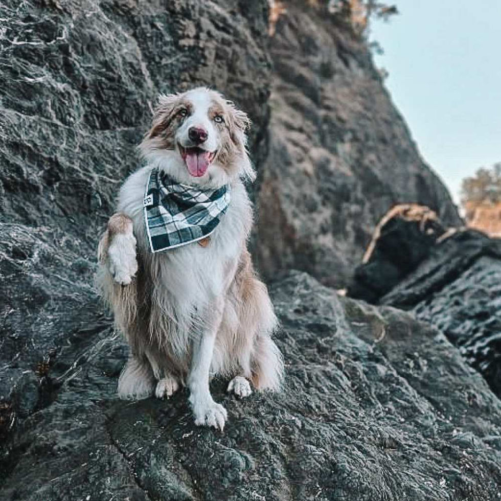 Thumbnail: "Glacier" Flannel Bandana