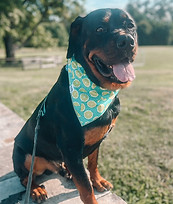 A dog in a bandana with limes on it