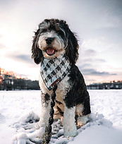 A dog in the snow wearing a winter dog bandana