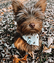 A small dog wearing a bandana with acorns on it