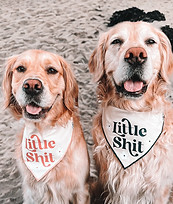 A couple of dogs on the beach wearing bandanas
