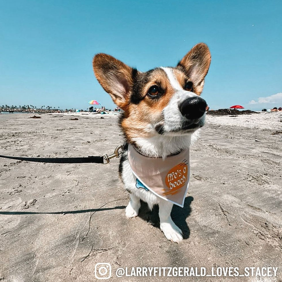 Thumbnail: "Life's a Beach" Bandana